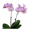 Orquídea Rosa