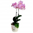 Orquídea Rosa