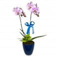Serenity Orchid