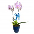 Serenity Orchid