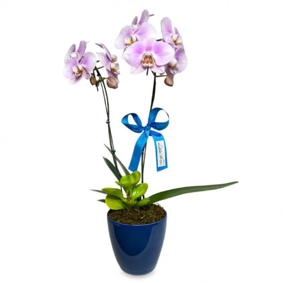 Serenity Orchid
