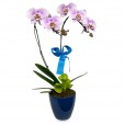 Serenity Orchid