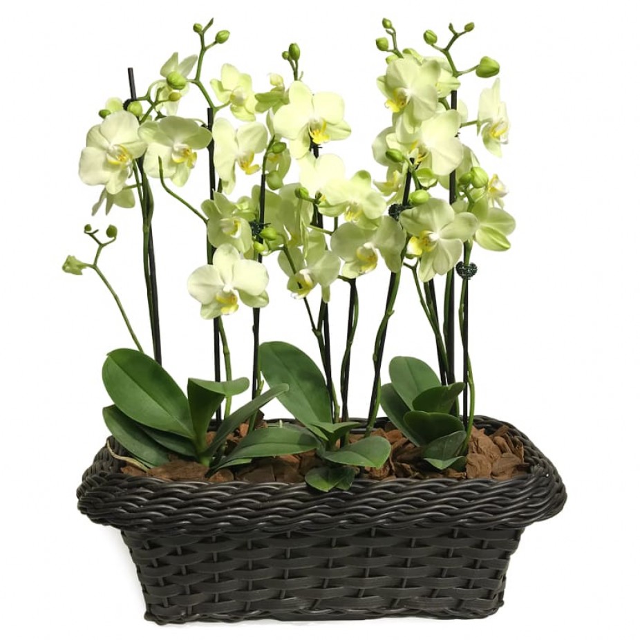 Conjunto Orquídeas Verdes