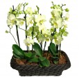 Conjunto Orquídeas Verdes
