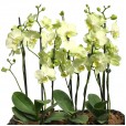 Green Orchids Set