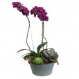 Planted Purple Orchids