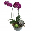 Planted Purple Orchids