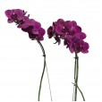 Planted Purple Orchids