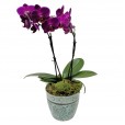 Medium Purple Orchid in Porcelain Vase