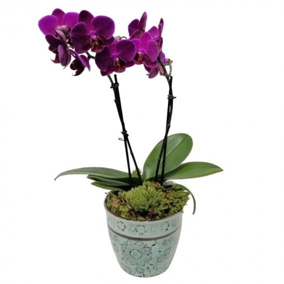 Medium Purple Orchid in Porcelain Vase