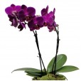 Medium Purple Orchid in Porcelain Vase