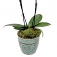 Medium Purple Orchid in Porcelain Vase