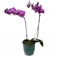 Orquídea Roxa em Vaso de Porcelana