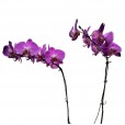Orquídea Roxa em Vaso de Porcelana
