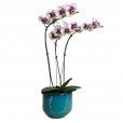 White Purple Orchid