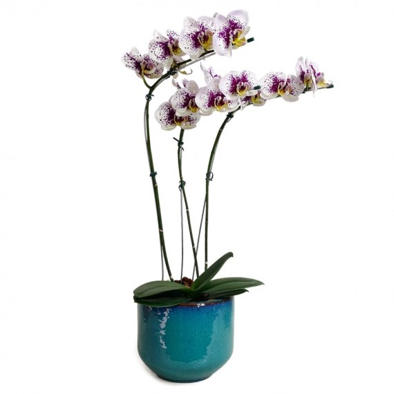 White Purple Orchid