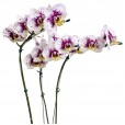 White Purple Orchid