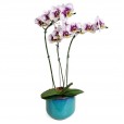 White Purple Orchid