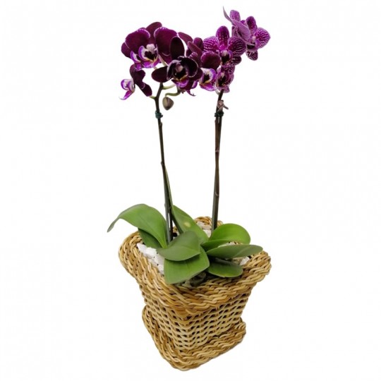 Orquídea Média Roxa em Vaso Ratan Sintética