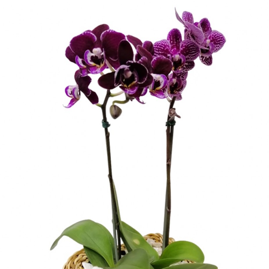 Orquídea Média Roxa em Vaso Ratan Sintética