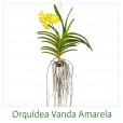 Orquídeas Vanda