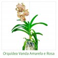 Orquídeas Vanda