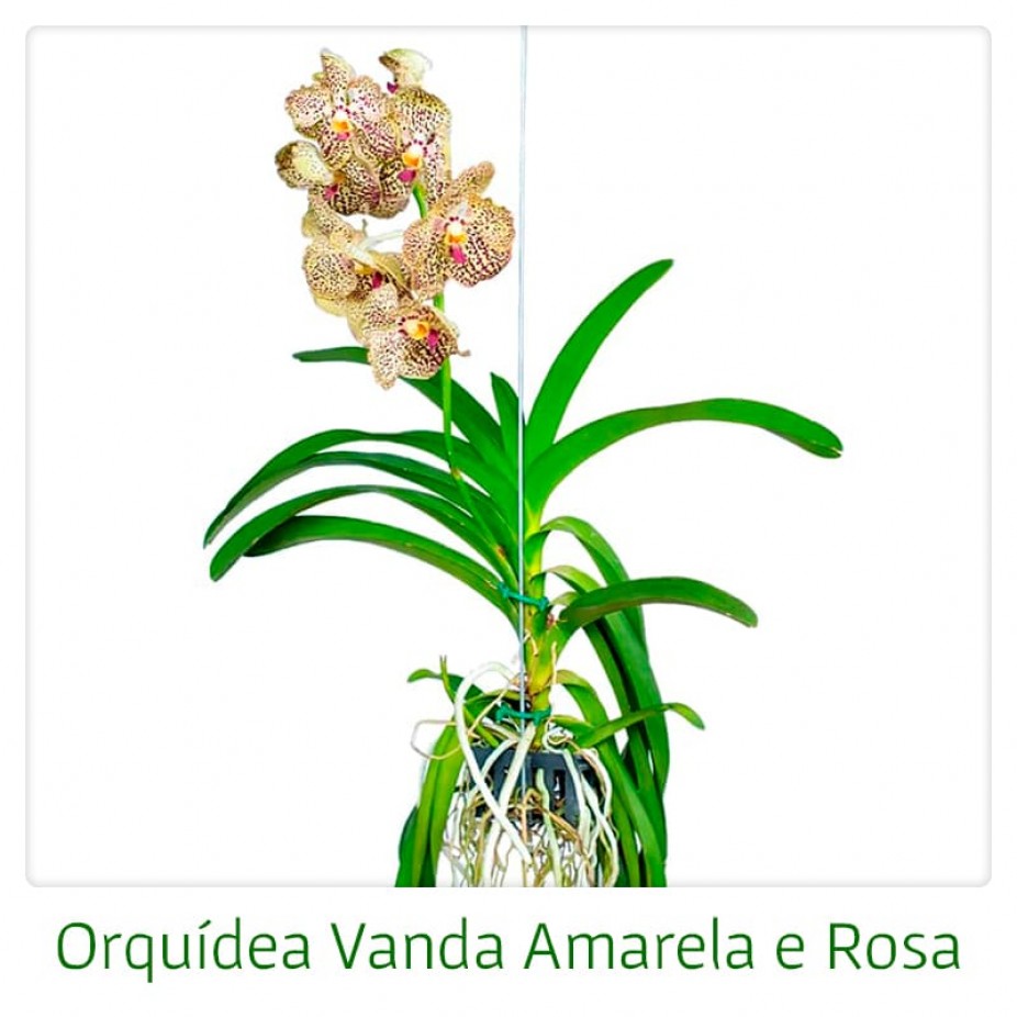Vanda orchids