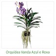 Orquídeas Vanda