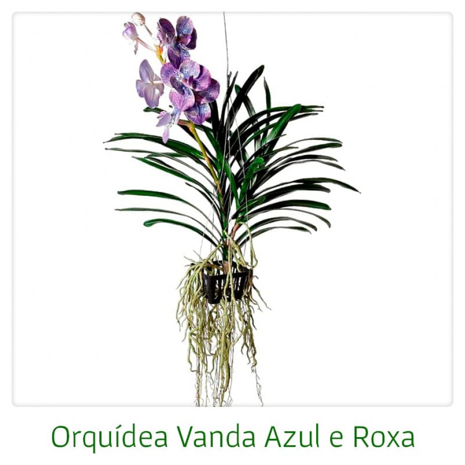 Vanda orchids