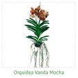Orquídeas Vanda