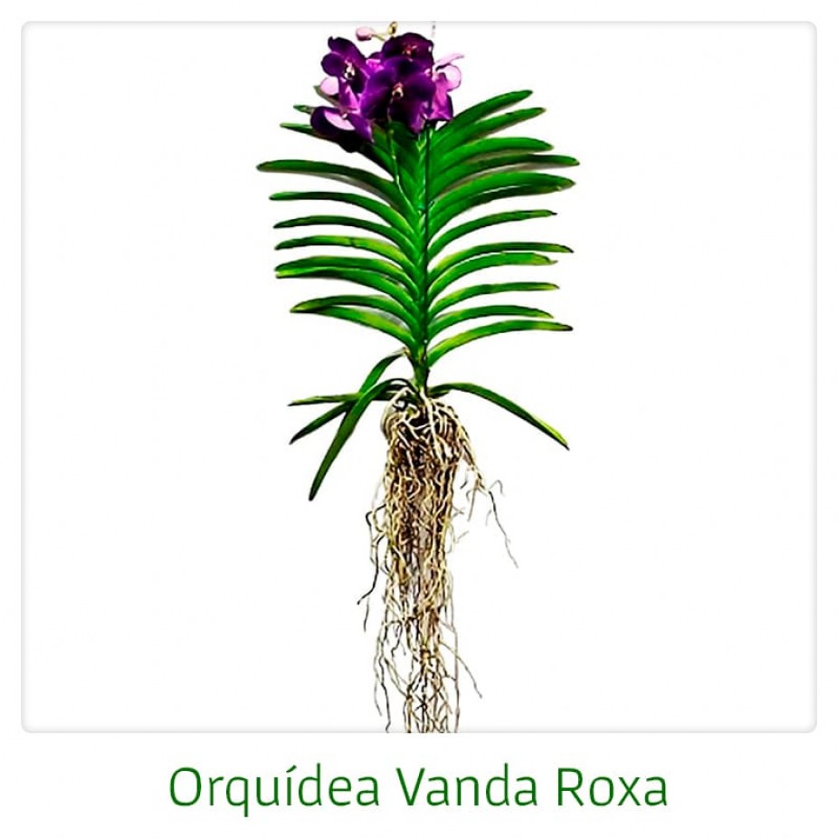 Orquídeas Vanda