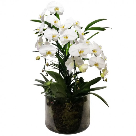 Vaso Cascata com 03 Orquídeas Brancas