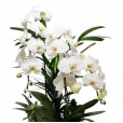 Vaso Cascata com 03 Orquídeas Brancas