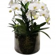 Vaso Cascata com 03 Orquídeas Brancas