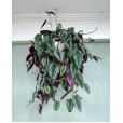 Cissus Discolor Plant I