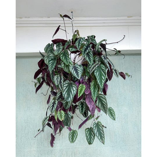 Planta Cissus Javana I