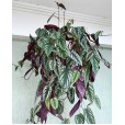Cissus Discolor Plant I
