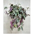 Cissus Discolor Plant I