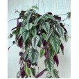 Cissus Discolor Plant I