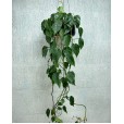 Philodendron Plant I