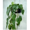 Philodendron Plant I