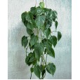 Philodendron Plant I
