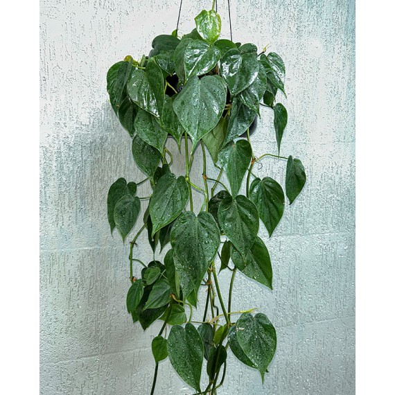 Philodendron Plant I