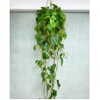 Green Pothos Plant Nature II