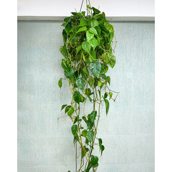 Green Pothos Plant Nature II