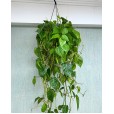Green Pothos Plant Nature II