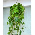 Green Pothos Plant Nature II