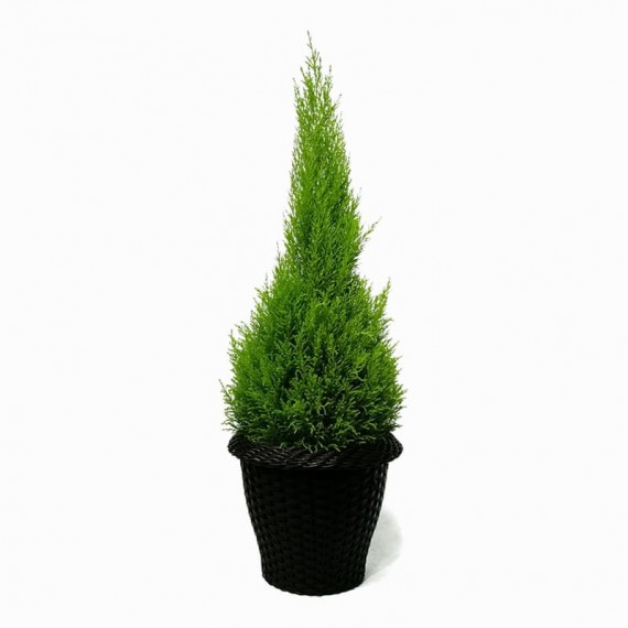 Large Christmas Pine