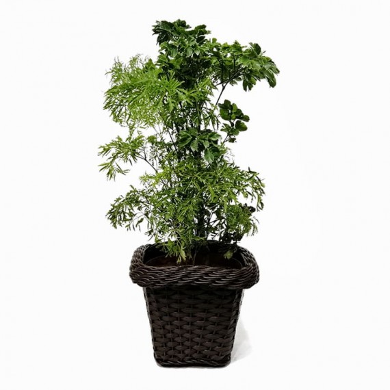 Plantas para ter em casa: bambu-da-sorte, start da felicidade