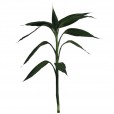 Lucky Bamboo single Stems 160 cm